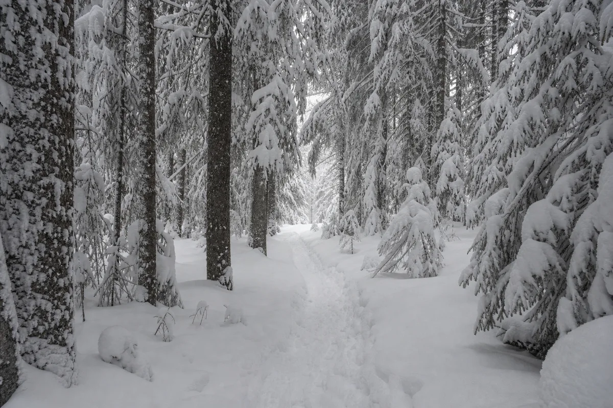 Sentier raquettes balisé traversant une forêt d’épicéas enneigés dans le massif des Bauges